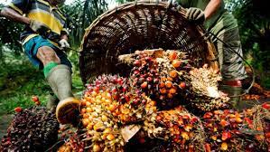 Annual Palm Oil Importation (News Central TV )