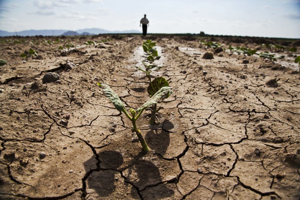 Malawi's Drought Crisis Forces Villagers to Eat Poisonous Yams