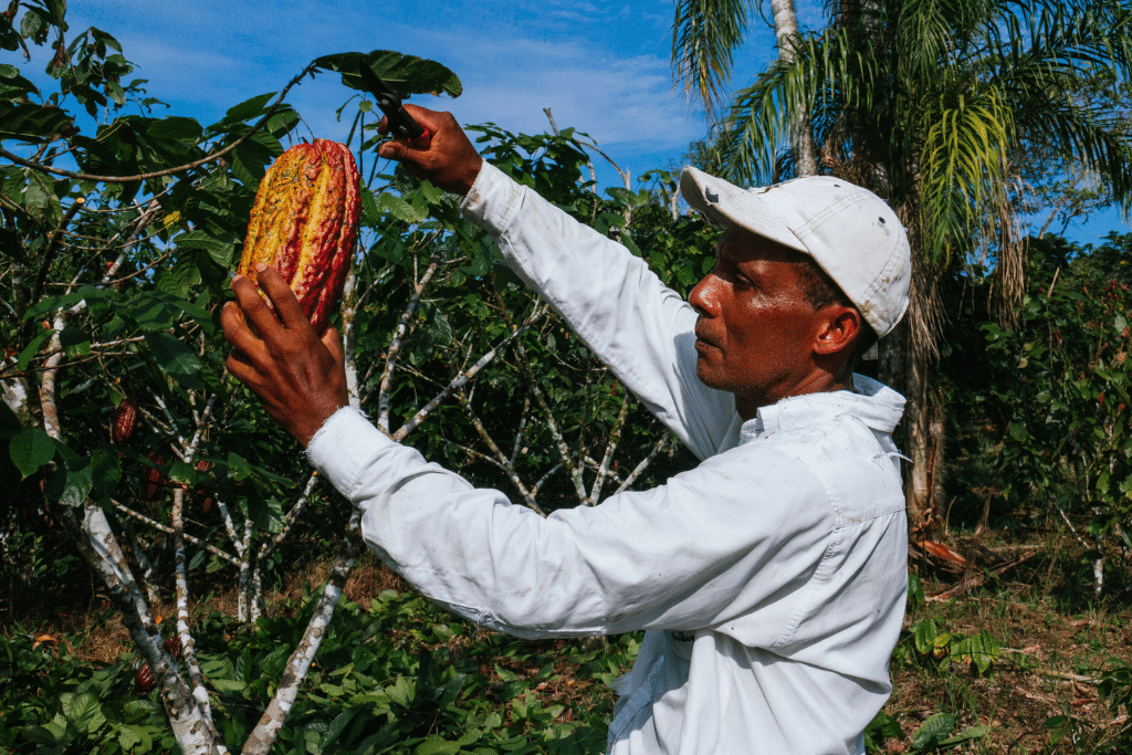 EU Deforestation Policy Threatens Nigeria’s $770m Cocoa Industry — Farmers