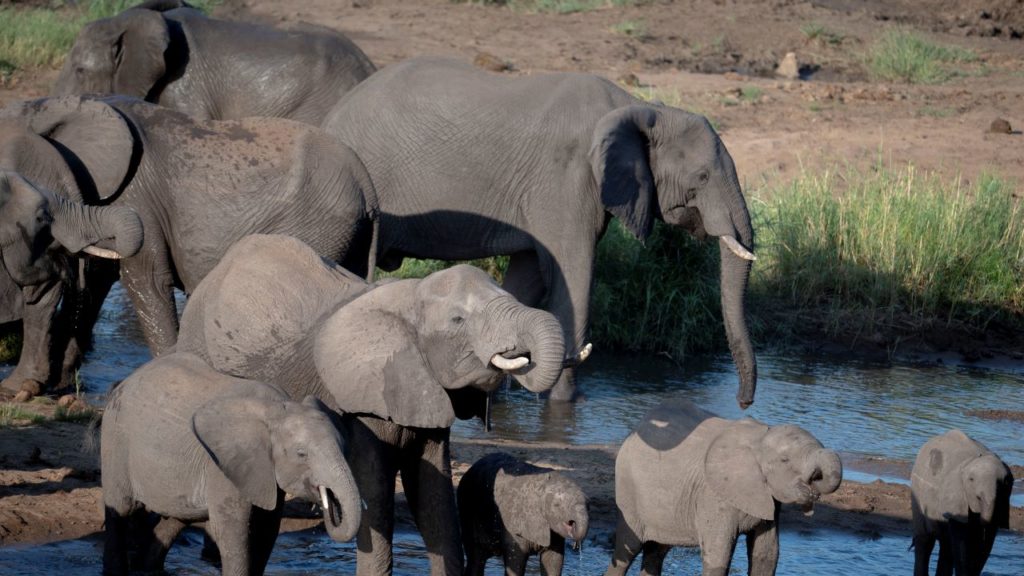 Elephant Kills Tourist in South Africa’s Kruger National Park