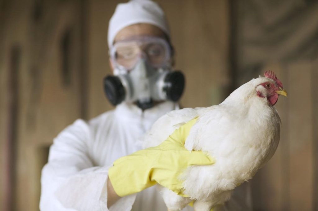 First Human Case of Bird Flu Hits U.S., California Declares Emergency