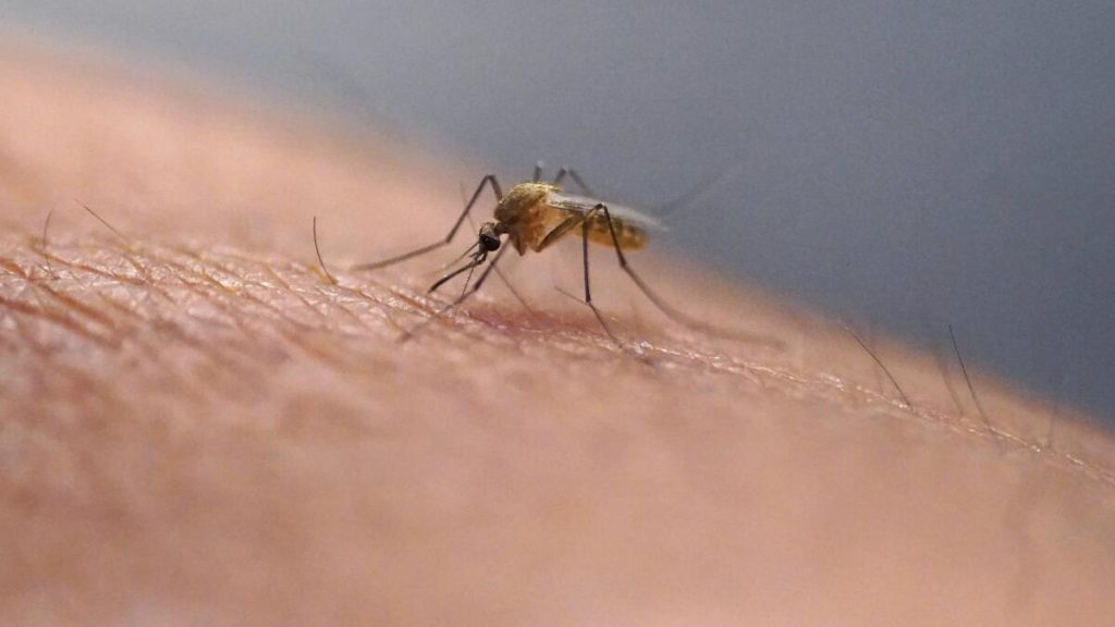 Guadeloupe Battles Dengue Epidemic, Urges Mosquito Control