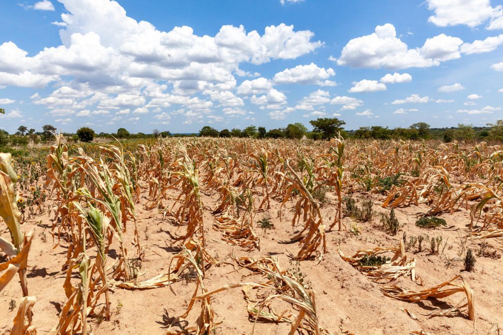 Historic Drought in Southern Africa Leaves Millions Hungry, Warns UN