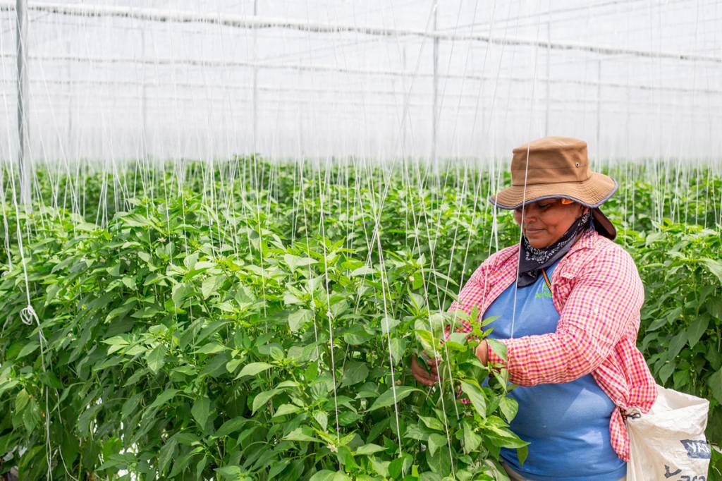 IDRW: Rural Women Sustaining Nature for Our Collective Future