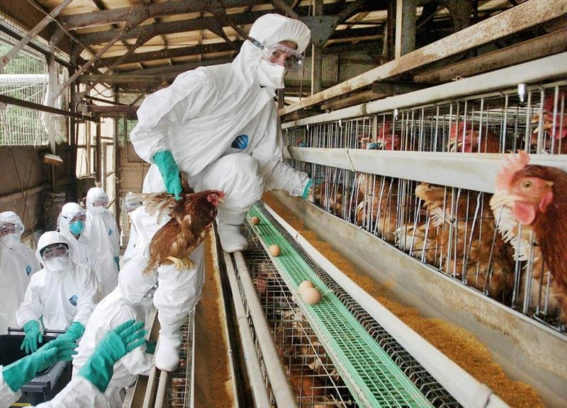 Japan Battles Bird Flu Outbreaks on Multiple Farms