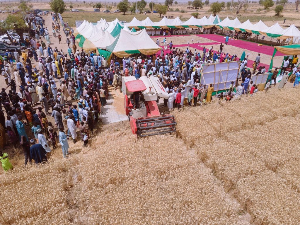 Joint Commitment from Nigerian and Jigawa State Governments to Enhance Wheat Production
