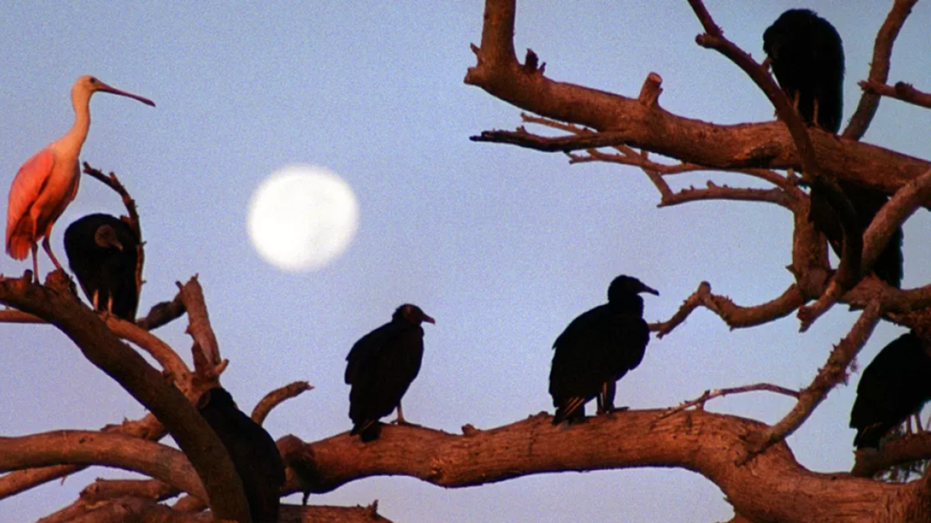 Kenya Battles Invasion of Indian House Crows