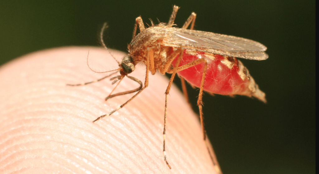 Malaria: UK Provides 7.4 million Euros for Drugs, Test Kits