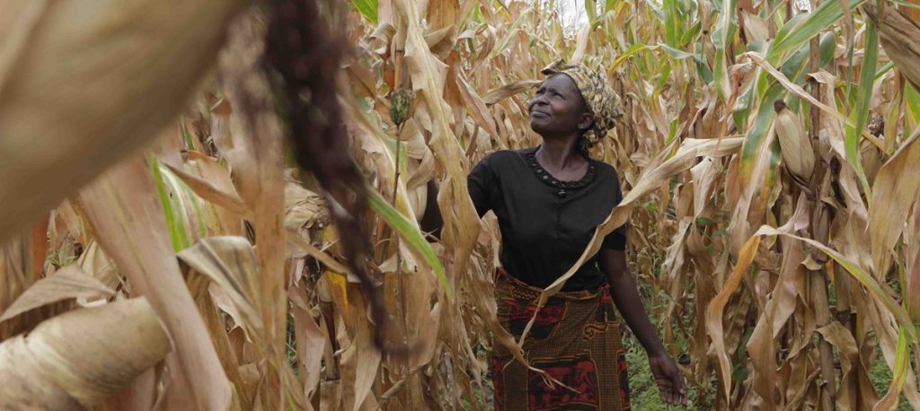 Malawi's Drought Crisis Forces Villagers to Eat Poisonous Yams