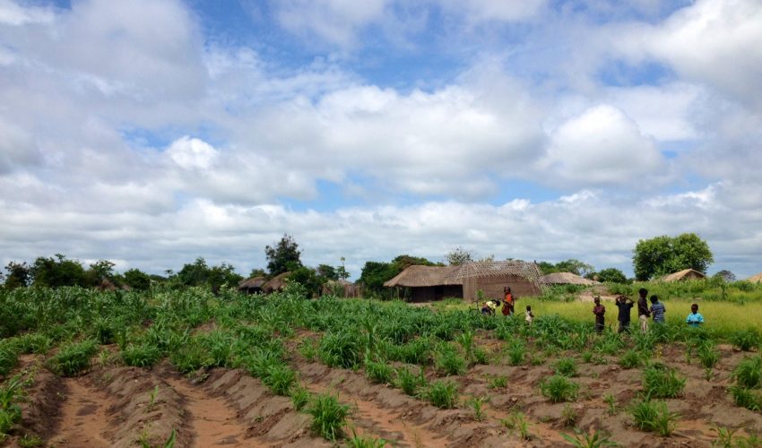 Mozambique_farming (News Central TV)
