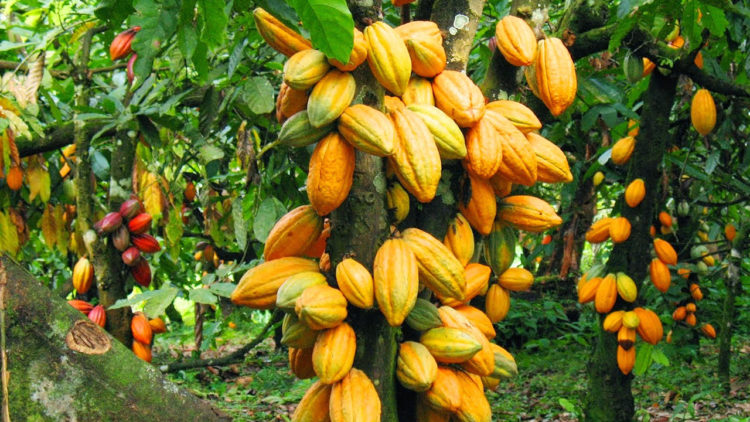 NEXIM Bank Launches Online Cocoa Platform for Africa