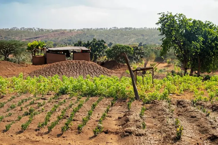 Nigerian Government Enhances Food Security with Soil Improvement Initiatives