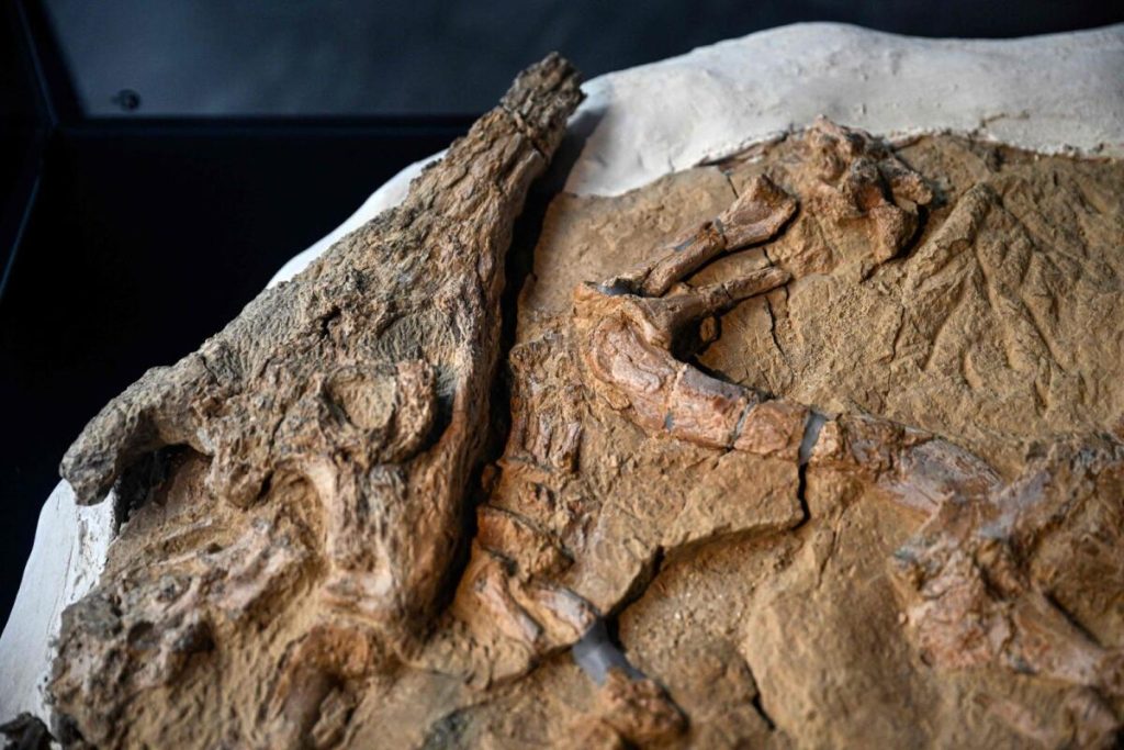 Peru Scientists Unveil 12-Million-Year-Old Crocodile Fossil