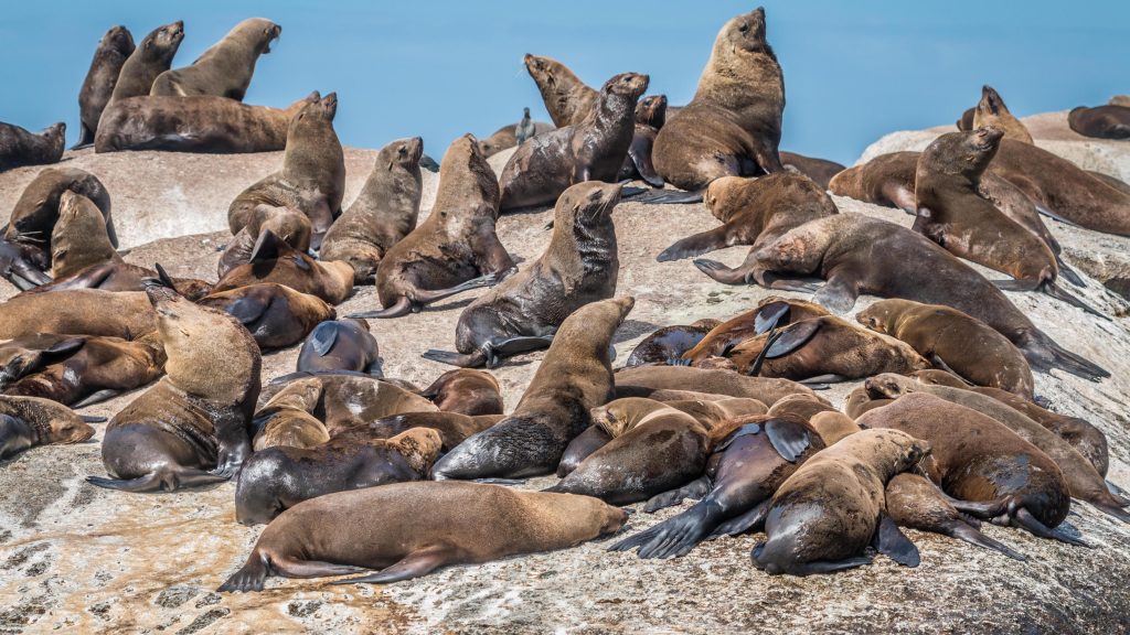 Rabies Outbreak in Cape Fur Seals Prompts Vaccination Trial in South Africa