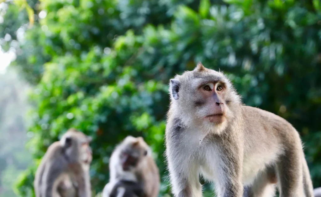 Small US Town on High Alert After 43 Monkeys Escape Research Facility