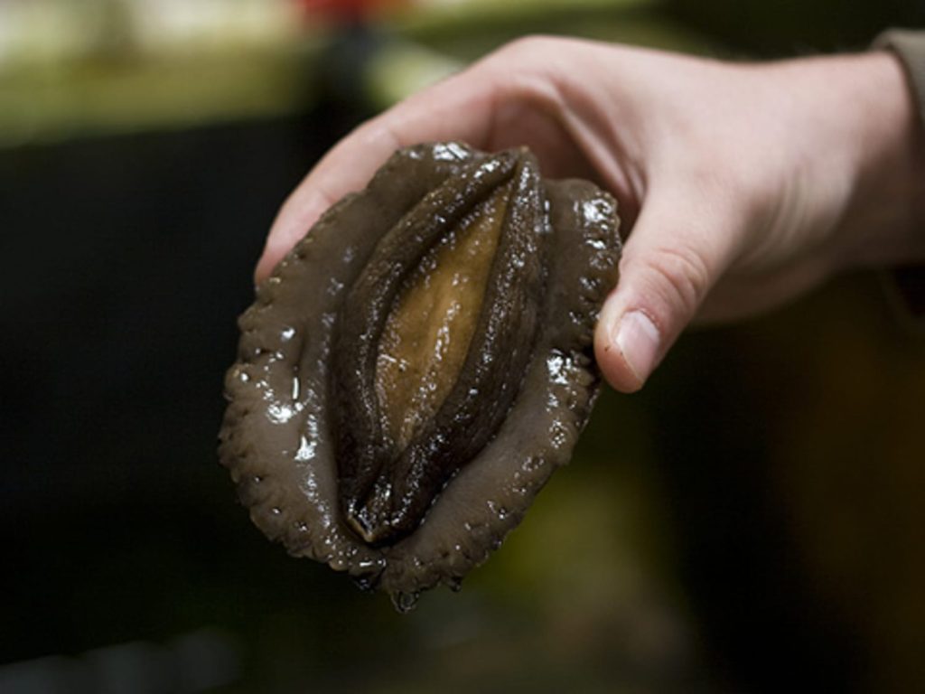 South African Authorities Nab Three Foreigners in Major Abalone Poaching Case