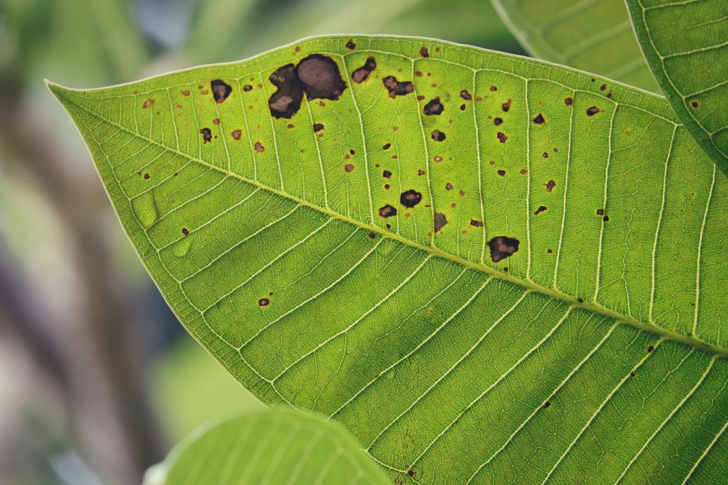 Study Shows Sound May Boost Fungi Growth, Raising Hope for Plant Benefits