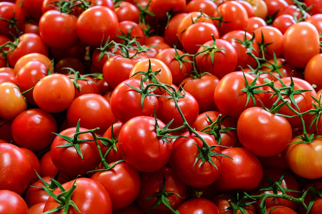 Tomato Farmers Call for Government Intervention to Curb Post-Harvest Losses
