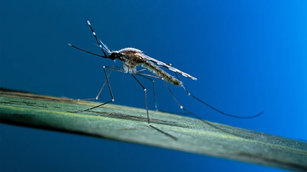 WHO Approves Advanced Tool to Combat Malaria Resurgence