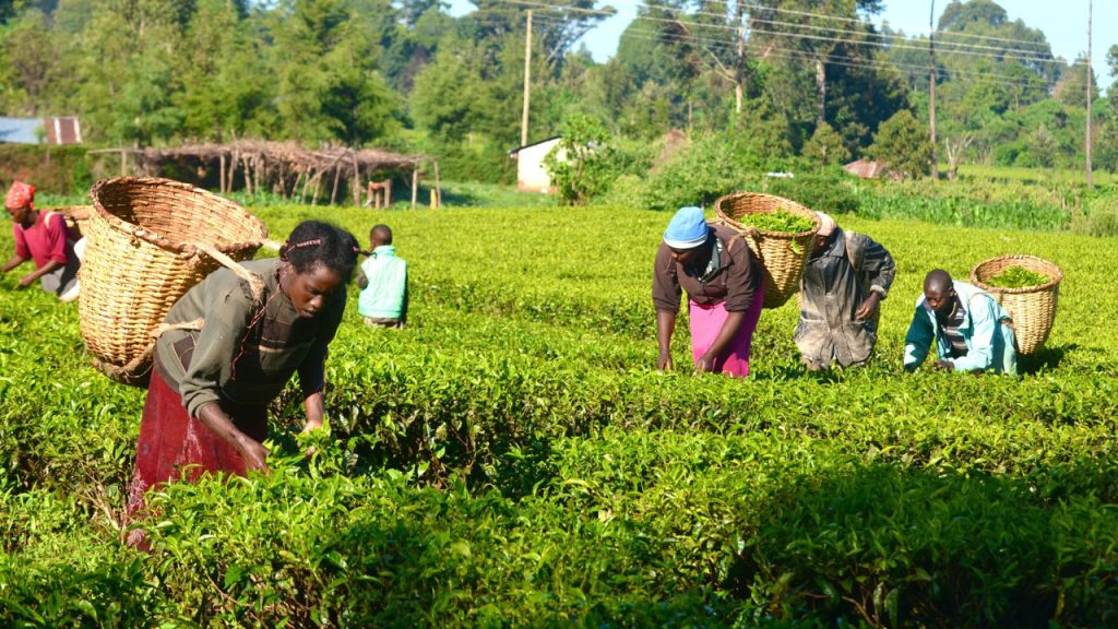 Agriculture Sector Contributes 24% to Nigeria's GDP, Government Affirms