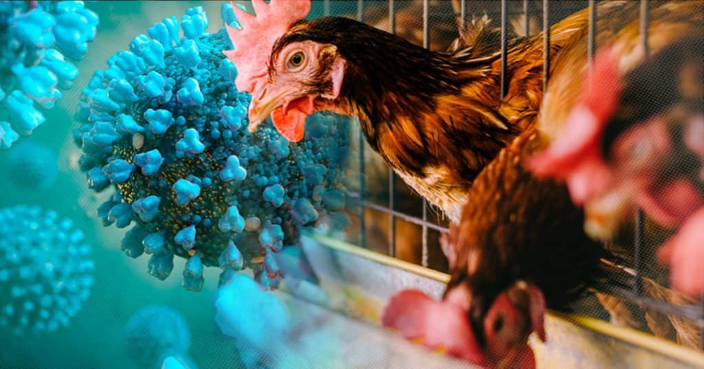 Avian Influenza: WHO Reports 92 Cases Across 12 Countries