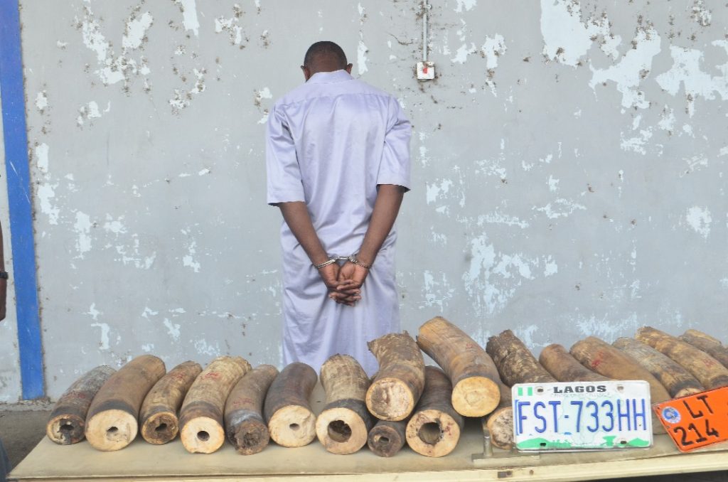 Cameroonian Arrested by Nigeria Customs with Pistol, 52 Elephant Tusks