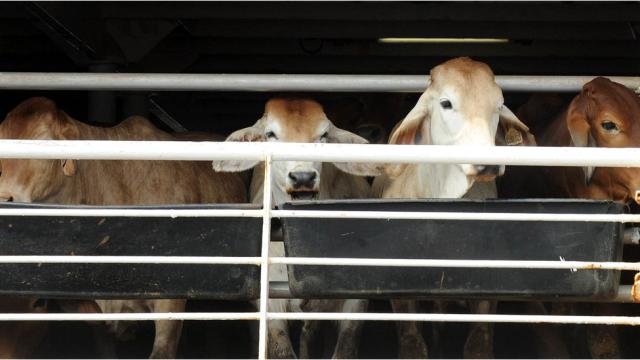 Cape Town Attributes Foul Odour to Cattle Ship