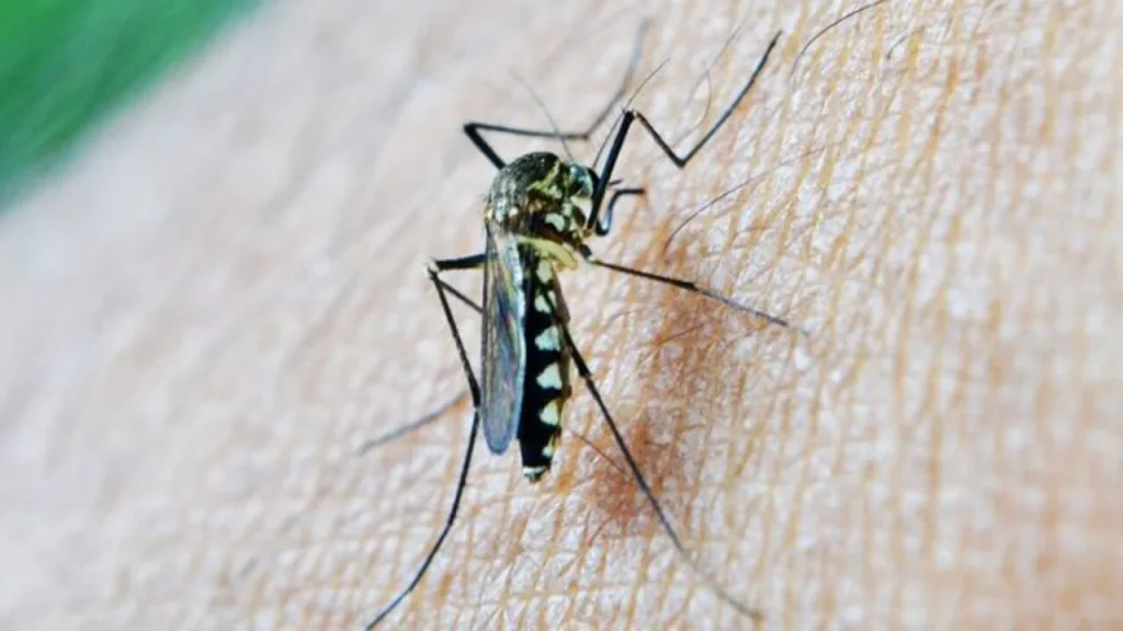 Dengue Fever Outbreak Confirmed in Sokoto State, NCDC Activates Response Measures