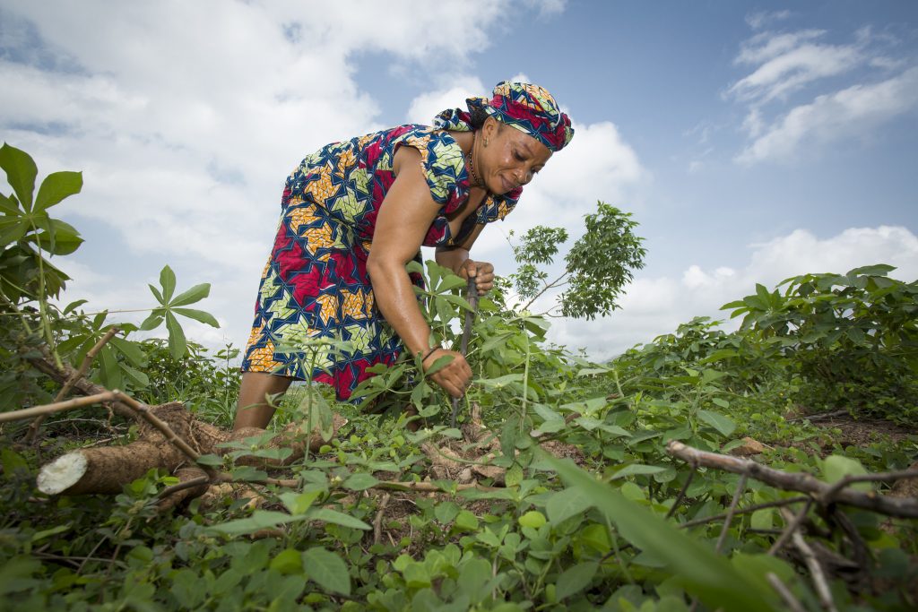 EU Deforestation Policy Threatens Nigeria’s $770m Cocoa Industry — Farmers