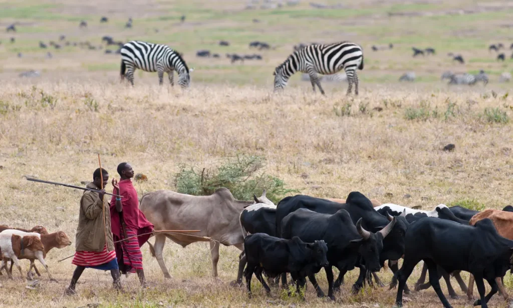 Eu Halts €18.4 Million Conservation Grant To Tanzania Over Maasai Evictions