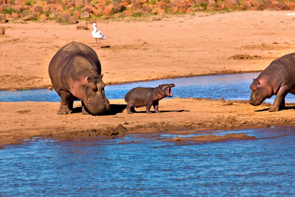 Five Hippos Die in Namibia as Drought Crisis Worsens