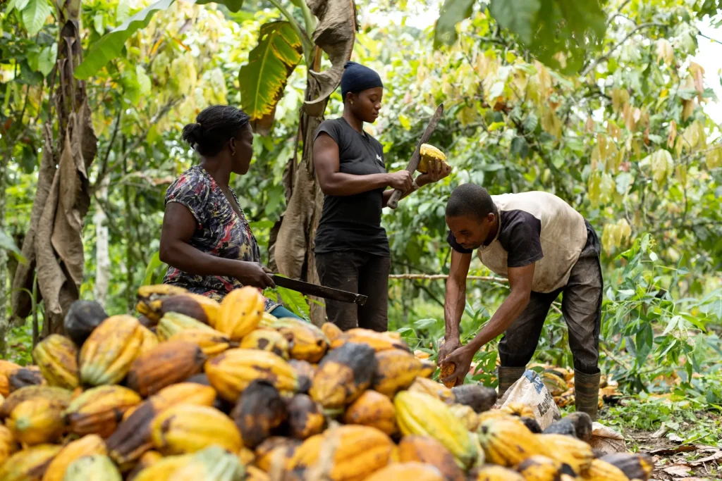 Ghana-cocoa farmer (News Central TV)