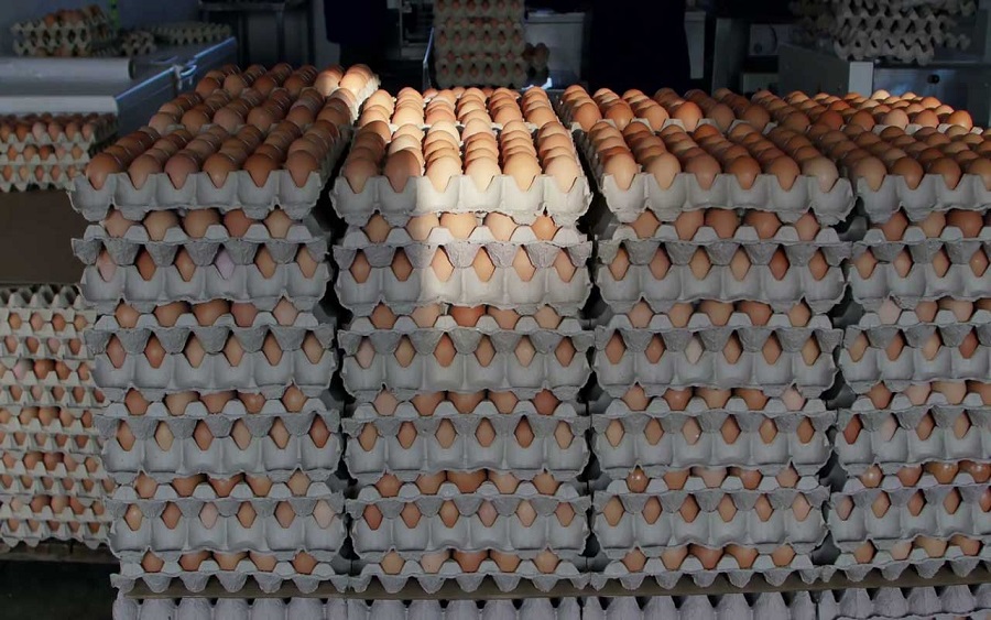 Lagos Residents Turn to Alternatives Amid Rising Egg Prices