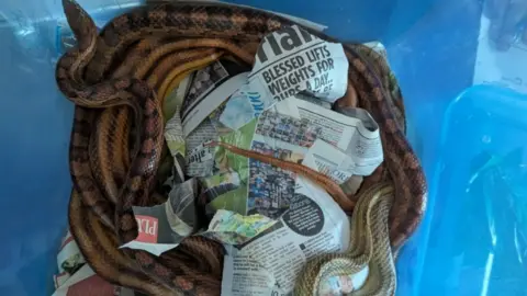 Man Sentenced for Smuggling Snakes and Chameleons