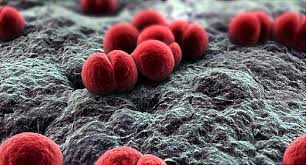 Meningitis Claims Six Pupils' Lives in Bauchi State