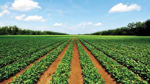 Niger State Aims to Cultivate 10,000 Hectares Per Local Government