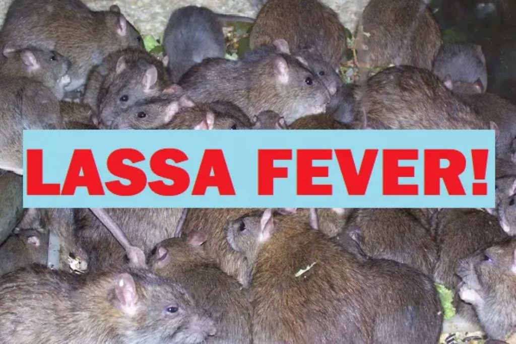 Nigeria: Lassa Fever Re-emerges in Ondo, Edo, Bauchi