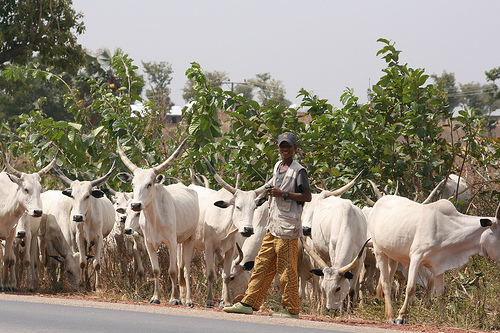 Nigeria, Plateau Government Reaffirm Commitment to Livestock Sector Reform