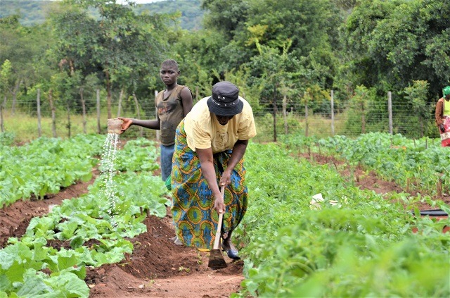 Over 40 Million Nigerian Households Engage in Agriculture – NBS