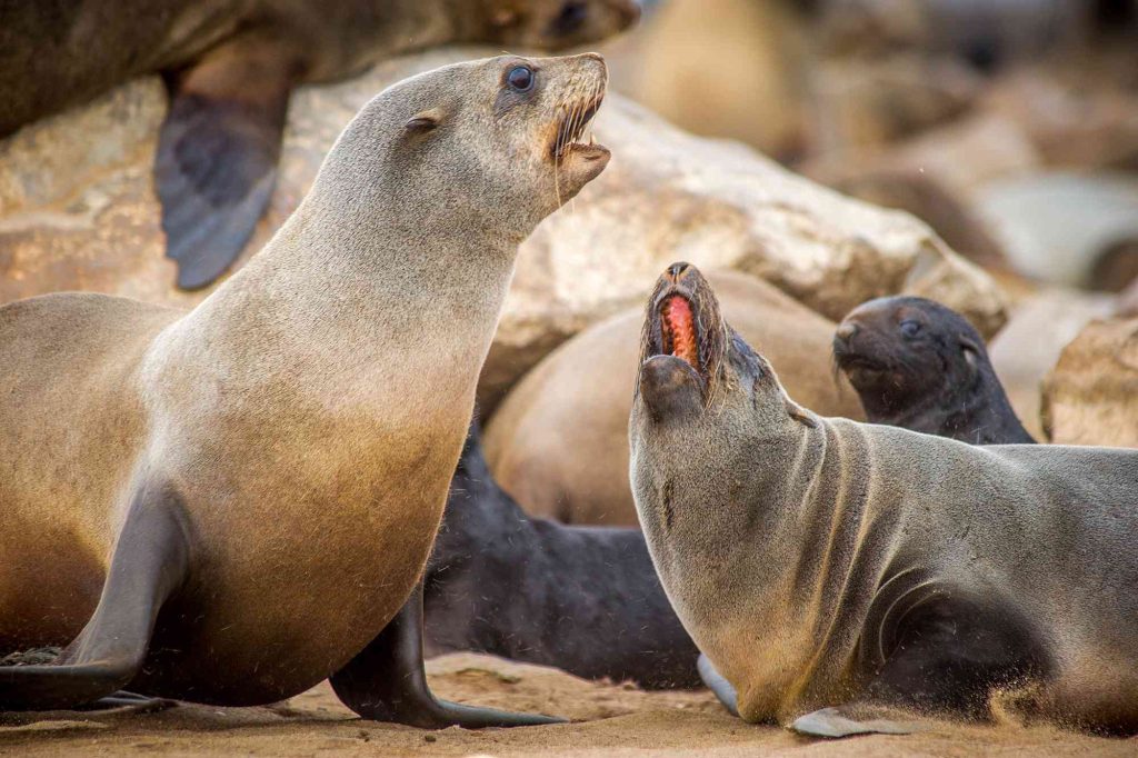 Rabies Outbreak in Cape Fur Seals Prompts Vaccination Trial in South Africa