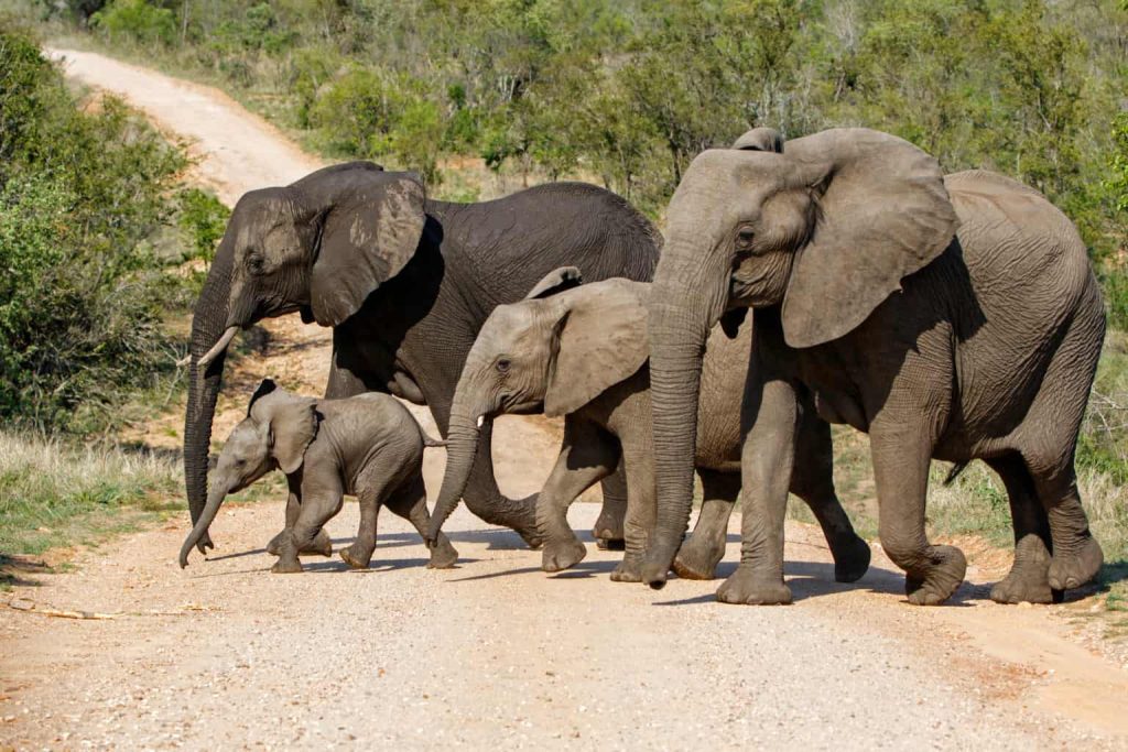 Six Elephants Escape from South Africa's Kruger National Park