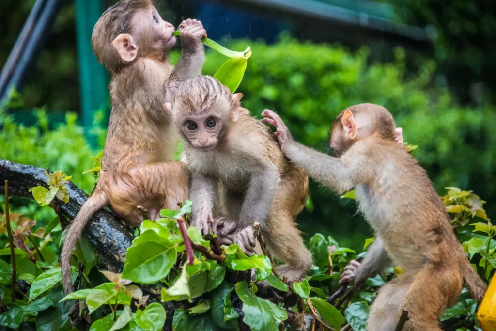 Small US Town on High Alert After 43 Monkeys Escape Research Facility