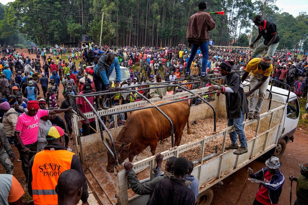 Tragedy Strikes as Prize-Winning Bull Kills Caretaker in Western Kenya