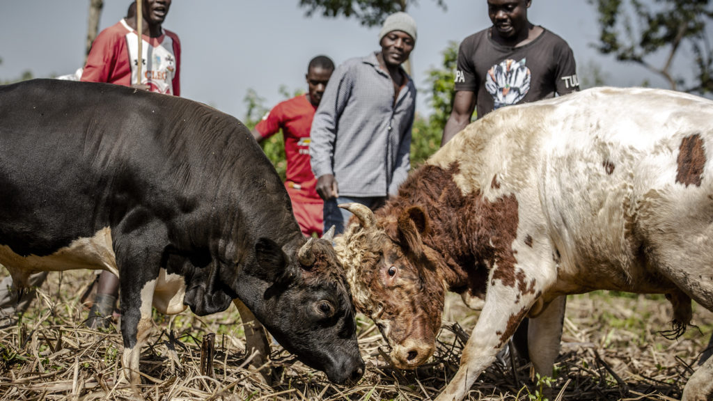 Tragedy Strikes as Prize-Winning Bull Kills Caretaker in Western Kenya