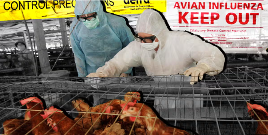 UK Reports New Bird Flu Outbreak, Urges Caution