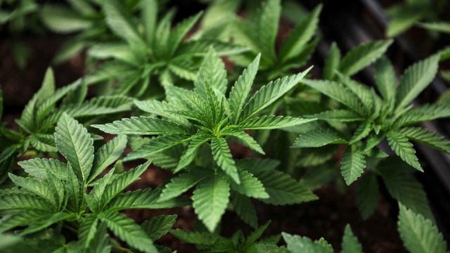US Proposes Reclassifying Marijuana as Low-Risk Drug