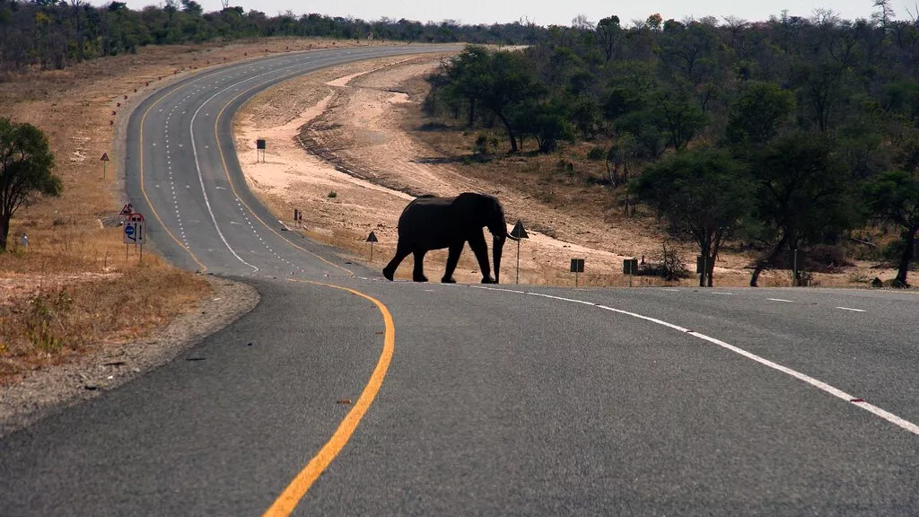 An Elephant killed a US tourist in Zambia