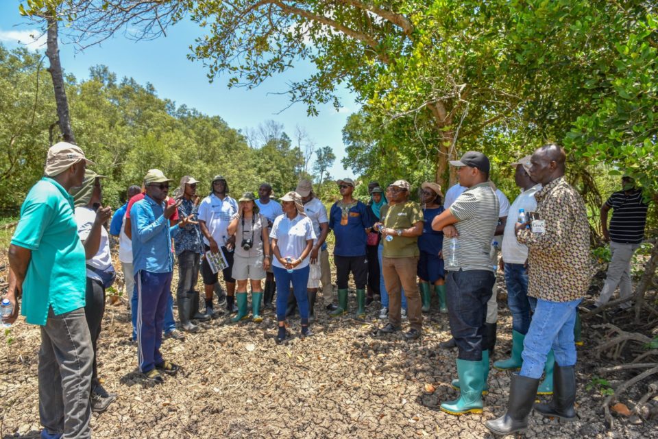 Mozambique Mangrove Restoration