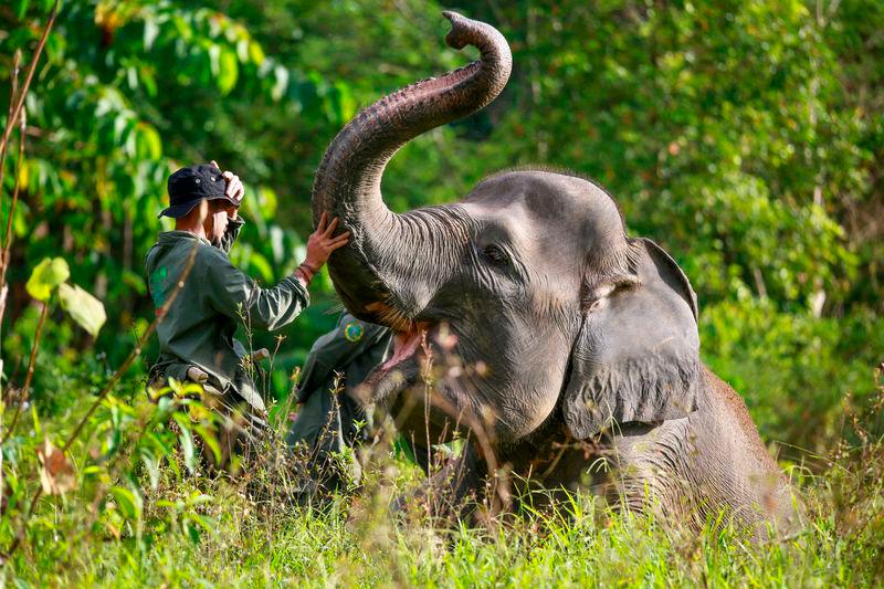 A tourist with an elephant