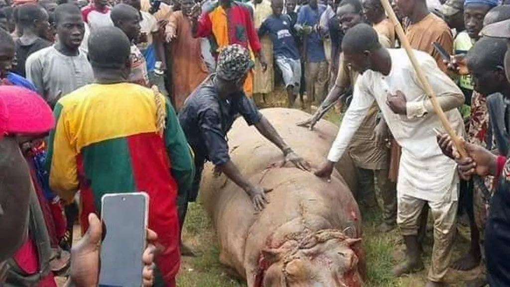 Nigerian Town Celebrates After Eliminating 'Dangerous Hippo'